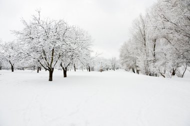 Trees in orchard covered by snow clipart