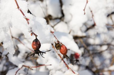 Rose fruits coverd by snow