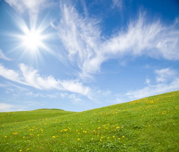 Green grass with yellow dandelion flowers against blue sky — Stok fotoğraf