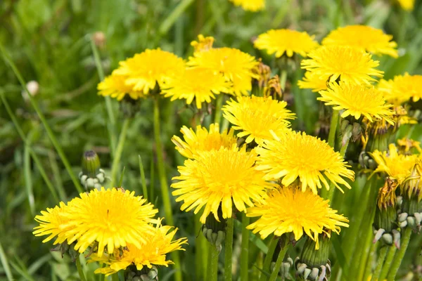 Yellow dandelions flowers — Stock Photo, Image