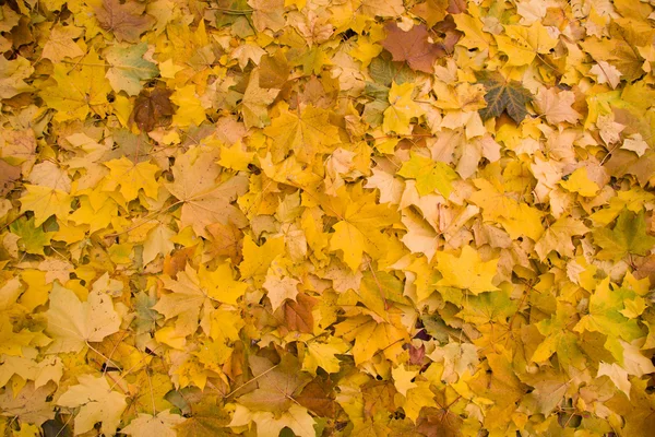 Gele bladeren achtergrond — Stockfoto