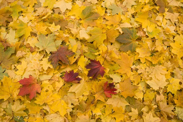 Yellow and red leaves background — Stockfoto