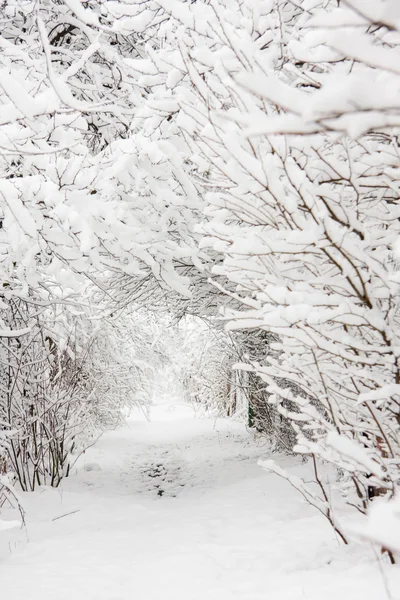 Path and trees coveres by snow — Stockfoto