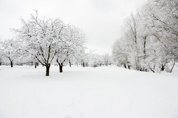 Trees in orchard covered by snow — Stockfoto