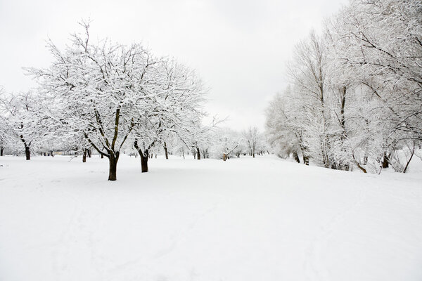 Rown of trees in orchard covered by snow in winter day