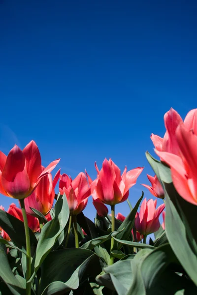 Red tulip flowers in day — Stock Photo, Image