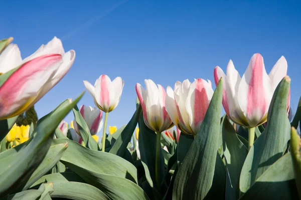 Barevný Tulipán květy v den — Stock fotografie