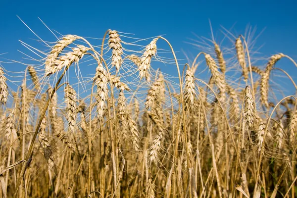 成熟的小麦耳朵上字段 — 图库照片