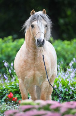 Palomino Welsh pony portrait in flowers clipart