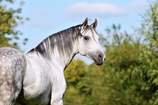 Witte tersk paard portret in de zomer — Stockfoto