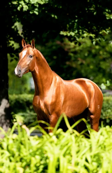 夏にドン赤い馬の肖像画 — ストック写真
