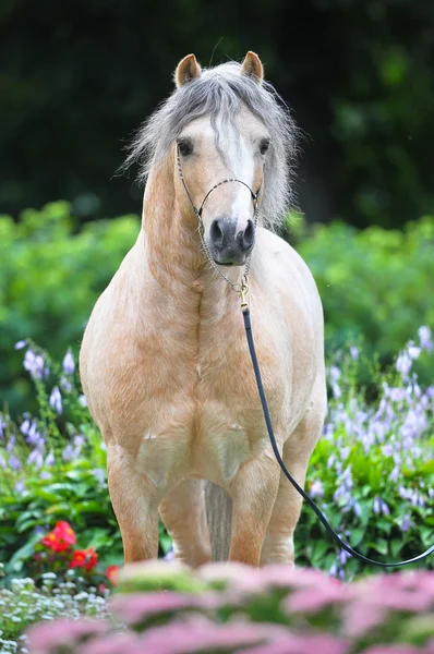 Palomino welsh ponny porträtt i blommor — Stockfoto