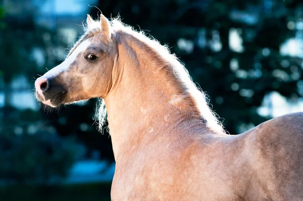 Palomino Walisisches Pony Portrait im Sommer — Stockfoto