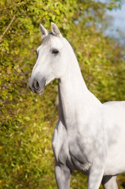 White horse Orlov trotter portrait clipart