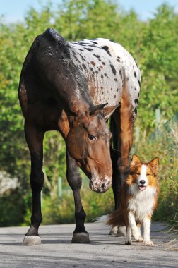 Appaloosa horse portrait in summer and puppy border collie clipart
