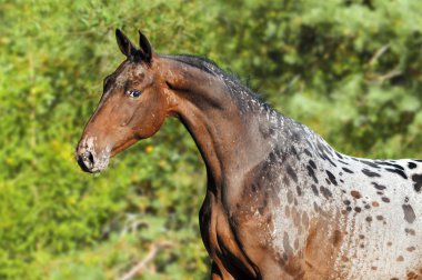 Appaloosa horse portrait in summer clipart