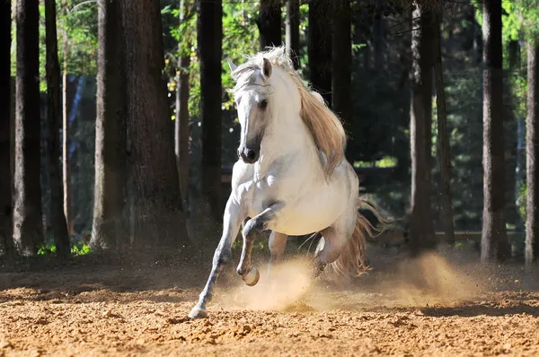Білий кінь біжить на галопі в піску — стокове фото