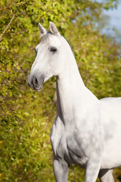 Білий кінь Орлов trotter портрет — стокове фото