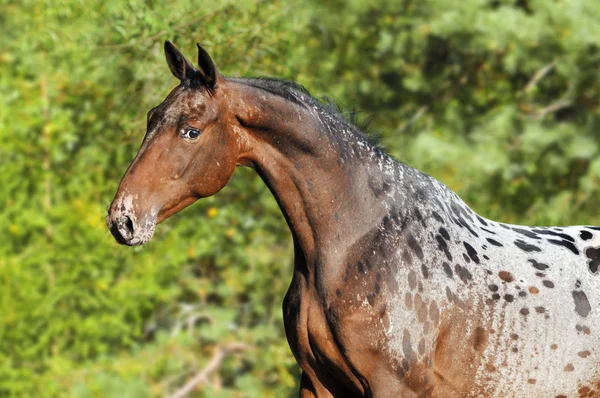 夏のアパルーサ馬の肖像画Appaloosa άλογο πορτρέτο στο καλοκαίρι και το κουτάβι κόλλεϊ συνόρων — ストック写真