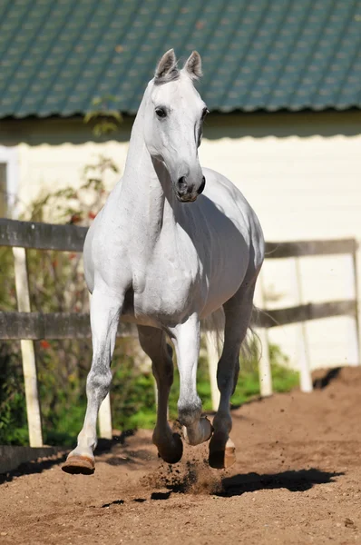 Άσπρο άλογο orlov trotter τρέχει τρέξιμο — Φωτογραφία Αρχείου
