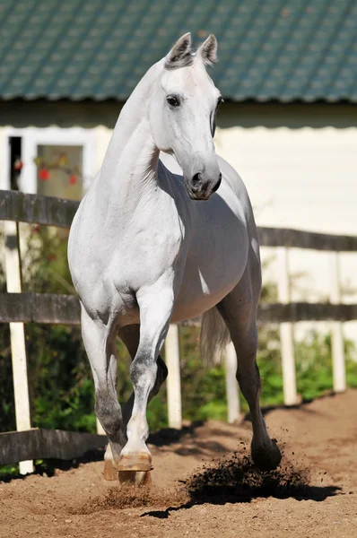 Άσπρο άλογο orlov trotter τρέχει τρέξιμο — Φωτογραφία Αρχείου