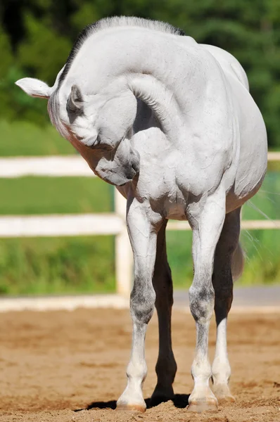 Cavallo bianco Orlov Trotter ritratto — Foto Stock