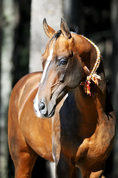 Bay akhal-teke Pferdeporträt — Stockfoto