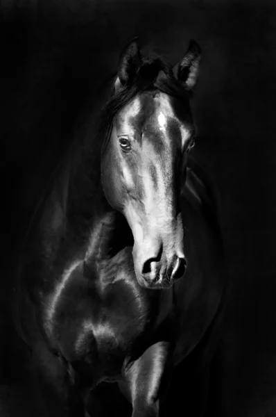 Retrato de cavalo kladruby preto na escuridão — Fotografia de Stock
