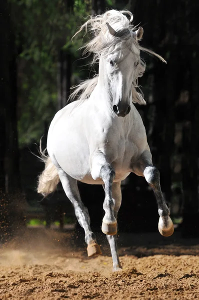 Cavalo branco corre galope na areia — Fotografia de Stock