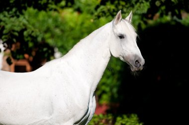 White horse stallion portrait, Tersk horse clipart