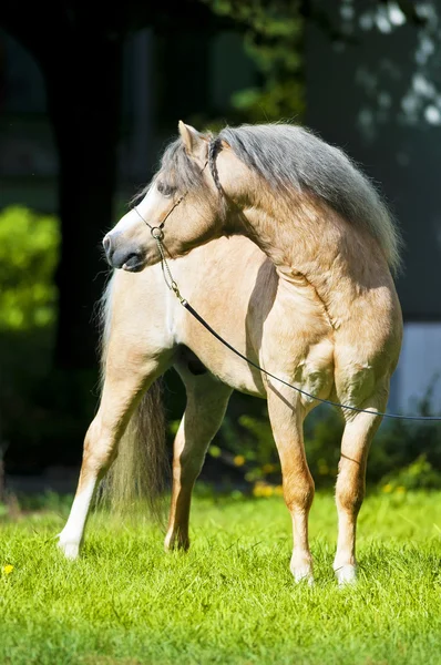 Palomino welsh pony portrét v létě — Stock fotografie