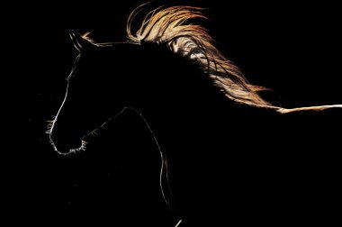 Horse silhouette on the dark background clipart