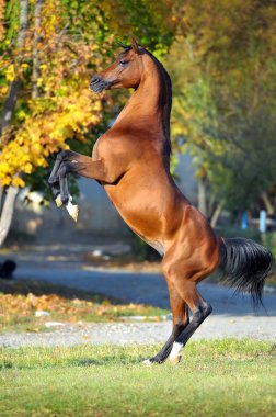 Arabian horse rearing up on golden autumn background clipart