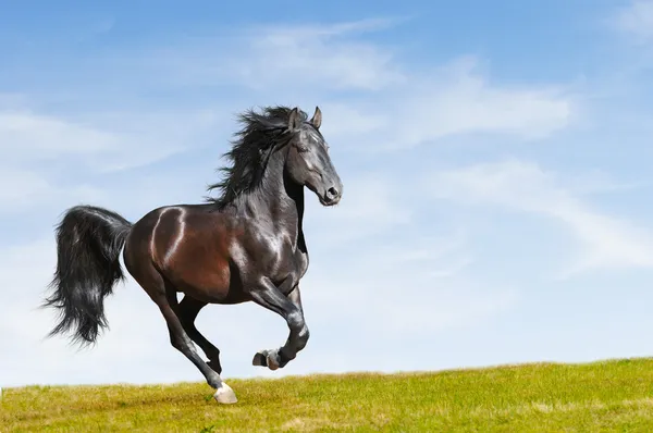 Cavallo nero al galoppo sulla libertà — Foto Stock