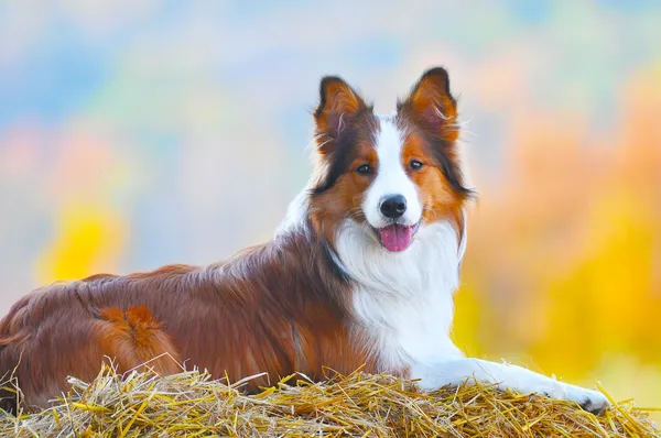 Пограничная колли-собака лежит на сене осенью — стоковое фото