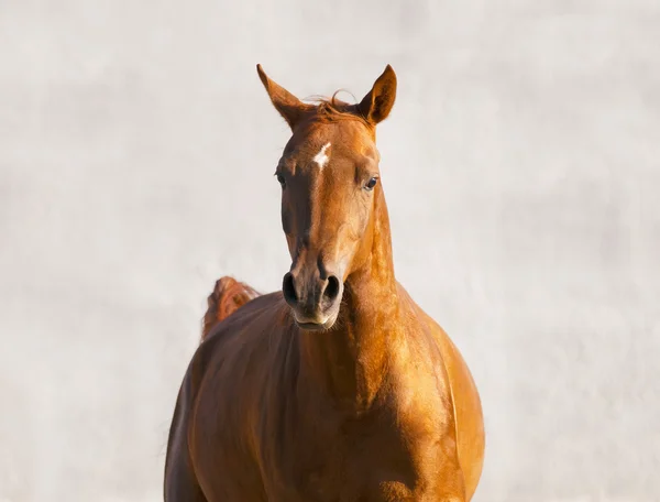 Каштановый конь бежит спереди на стене — стоковое фото