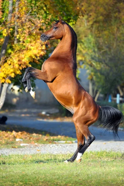 Cavalo árabe a crescer sobre fundo dourado do Outono — Fotografia de Stock