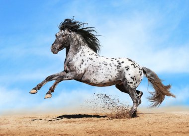 Appaloosa horse play in summer clipart