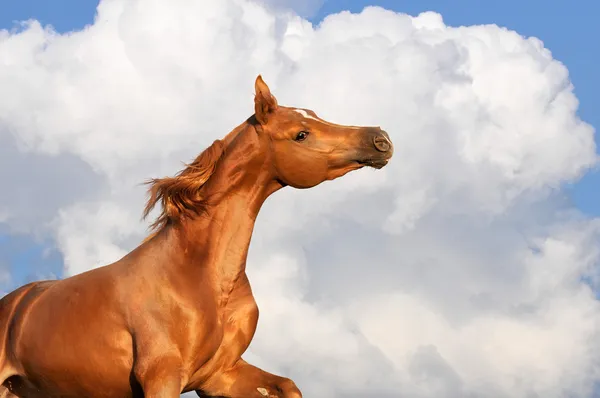 Chestnut arabian stallion runs on the clouds — Stock Photo, Image