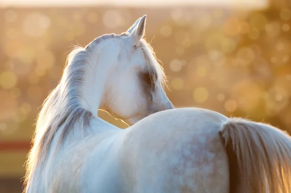 Vit arabisk häst i soluppgången — Stockfoto