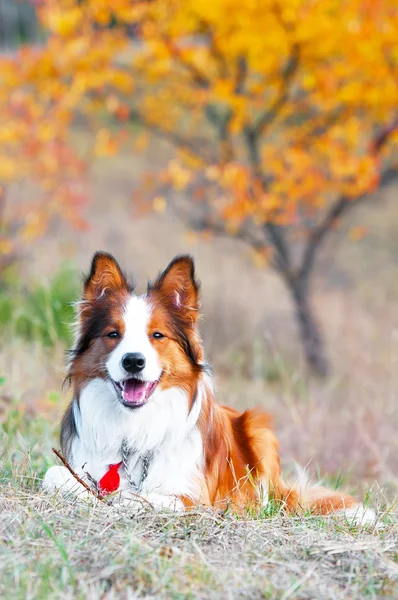 Осенью собака-колли лежит на траве — стоковое фото