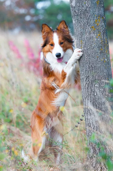 Cachorrinho de collie de fronteira no outono — Fotografia de Stock