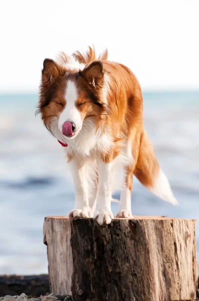 Border ποιμενικού σκύλου κουτάβι στη θάλασσα — Φωτογραφία Αρχείου