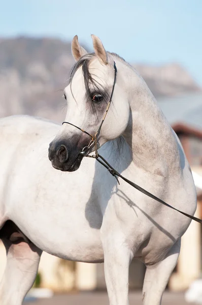 Retrato de semental caballo árabe blanco —  Fotos de Stock