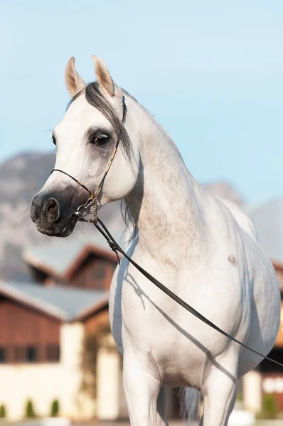 stock image White arabian horse stallion portrait