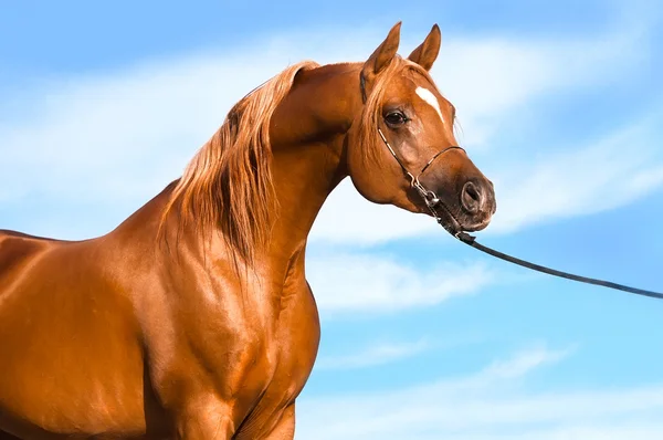 Kastanj arabian stallion porträtt — Stockfoto
