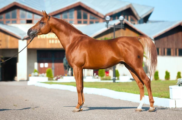 Внешний вид красной арабской лошади — стоковое фото