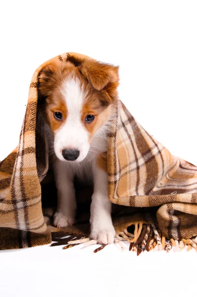 Puppy van de border collie hond — Stockfoto