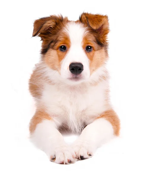 Štěně border kolie pes — Stock fotografie