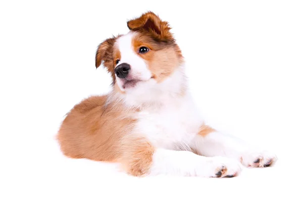 Puppy van de border collie hond — Stockfoto